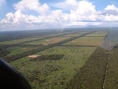 Déforestation