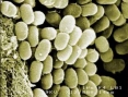 Bacteries