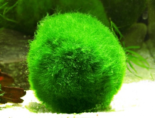 générique - énergie - algue - cellulose - Cladophora