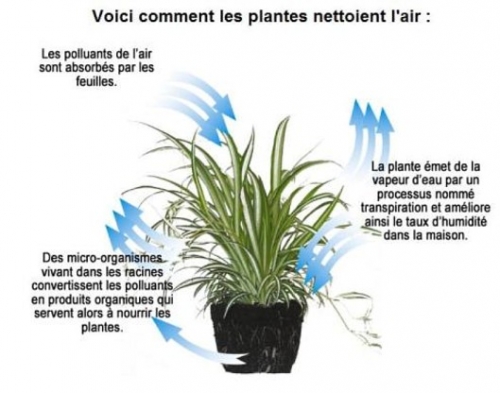 llution_bureautique_par_les_plantes-principe.jpg