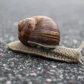 Escargot