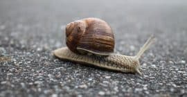 Escargot